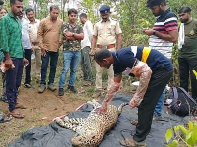 वाघ आणि बिबटयाच्या झुंजीत बिबट्या ठार; गडचिरोली जवळील घटना