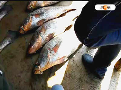 Telia Bhola Fish: একটা মাত্র তেলিয়াভোলা, দর উঠল ১৩ লাখ টাকা