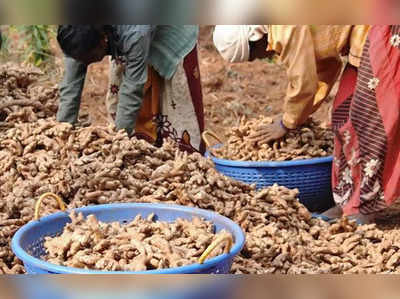 ಶುಂಠಿಗೆ ಬಂತು ಬಂಪರ್‌ ಬೆಲೆ: ಉತ್ತರ ಭಾರತದಿಂದ ಬೇಡಿಕೆ ಹೆಚ್ಚಳ; ಬಿತ್ತನೆ ಶುಂಠಿಗೂ ಡಿಮ್ಯಾಂಡ್‌!