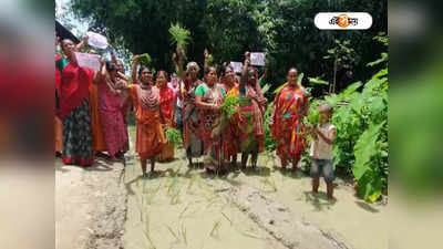 South Dinajpur News: বেহাল রাস্তার মাঝে পোঁতা হল ধানের চারা! বিক্ষোভ স্থানীয়দের