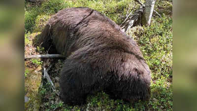 शिकारी ने भालू को मारी गोली, मरने से पहले भालू ने खतरनाक तरीके से लिया बदला