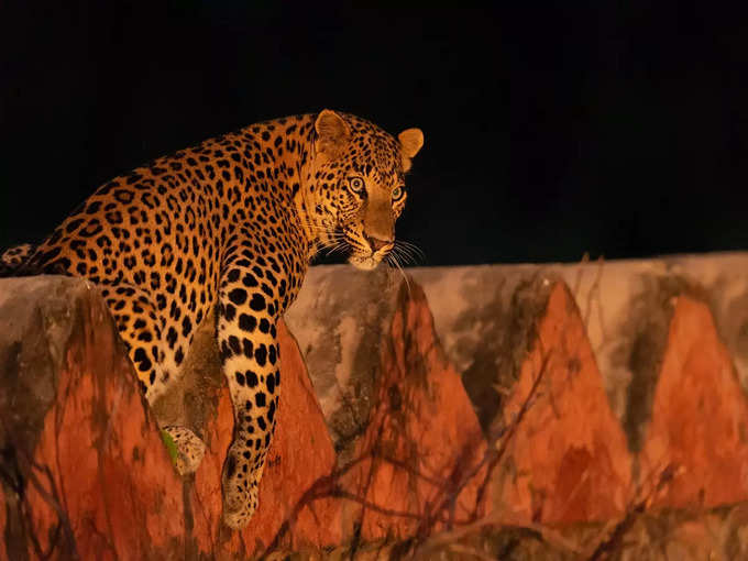 तडोबा-अंधारी राष्ट्रीय उद्यान, महाराष्ट्र - Tadoba-Andhari National Park, Maharashtra