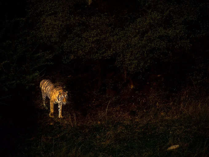 बांधवगढ़ राष्ट्रीय उद्यान, मध्य प्रदेश - Bandhavgarh National Park, Madhya Pradesh