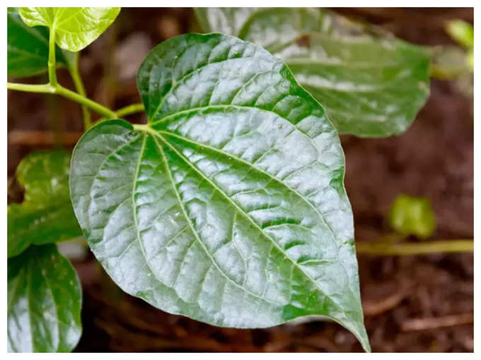 betel leaf