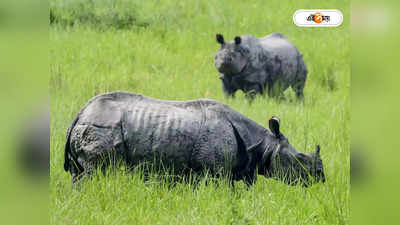 Kaziranga-য় নয়া বিপদ! গাঁজা গাছের বাড়বাড়ন্তে বিপদের মুখে একশৃঙ্গ গন্ডাররা