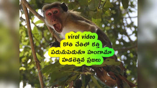 viral video: కోతి చేతిలో కత్తి.. పదునుపెడుతూ హంగామా.. హడలెత్తిన ప్రజలు 