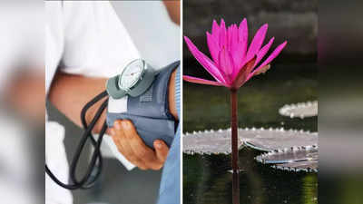 Lotus Stem Benefits: कमल के इस हिस्से में छिपे हैं सेहत के जबरदस्त राज, खाते ही ये 4 बीमारियां हो जाती हैं जड़ से खत्म