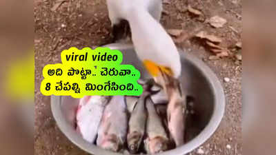 viral video: వామ్మో.. అది పొట్టా.. చెరువా.. 8 చేపల్ని మింగేసింది..