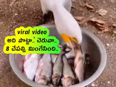 viral video: వామ్మో.. అది పొట్టా.. చెరువా.. 8 చేపల్ని మింగేసింది..