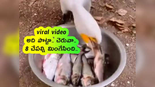 viral video: వామ్మో.. అది పొట్టా.. చెరువా.. 8 చేపల్ని మింగేసింది.. 