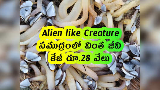 Alien like Creature: సముద్రంలో వింత జీవి.. కేజీ రూ.28 వేలు 