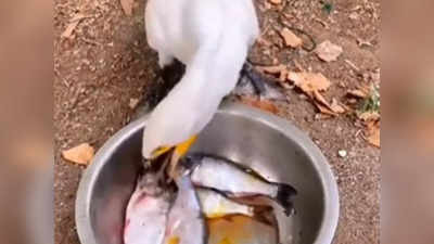 Viral Video: ಅಬ್ಬಬ್ಬಾ! ಗಬಗಬನೇ 8 ಮೀನುಗಳನ್ನು ಹೊಟ್ಟೆಗಿಳಿಸುವ ಹಕ್ಕಿ: ಅಚ್ಚರಿ ಮೂಡಿಸುತ್ತದೆ ಈ ದೃಶ್ಯ