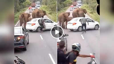 हाथी कर रहे थे सड़क पार, तभी कुछ <strong></strong>ऐसा<strong> </strong>हुआ कि वीडियो वायरल हो गया