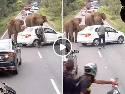 हाथी कर रहे थे सड़क पार, तभी कुछ <strong></strong>ऐसा<strong> </strong>हुआ कि वीडियो वायरल हो गया