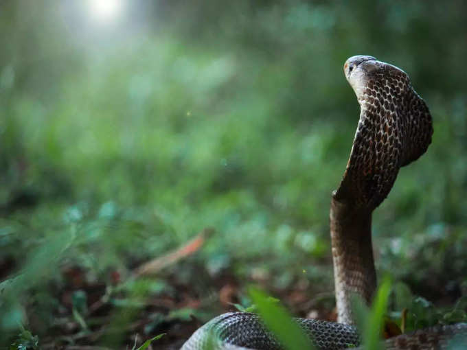 ​ಕಾಳ ಸರ್ಪದೋಷಕ್ಕೆ ಪರಿಹಾರ