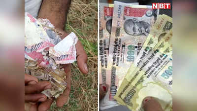 पटना में जमीन उगलने लगी नोट, ग्रामीणों ने लूट लिए खेत में बिखरे पड़े 500 और 1000 के लाखों रुपये