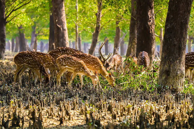 ​সুন্দরবন