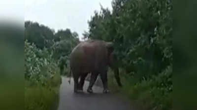 கோவை: ஆக்ரோஷ காட்டுயானை தாக்கி பறிபோன உயிர்.. குற்றாலம் அருகே பரிதாபம்