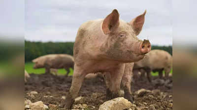 Saharanpur News: 40 सूअरों की मौत से हड़कंप, पालकों ने कहा- फैल रहा अफ्रीकन स्वाइन फ्लू!
