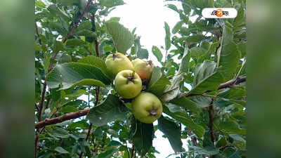 Apple Farming: পুরুলিয়ার মাটিতে আপেল চাষ, অসাধ্য সাধন করলেন সর্বেশ্বর