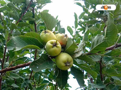 Apple Farming: পুরুলিয়ার মাটিতে আপেল চাষ, অসাধ্য সাধন করলেন সর্বেশ্বর