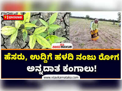 ಧಾರವಾಡದಲ್ಲಿ ಹೆಸರು, ಉದ್ದಿಗೆ ಹಳದಿ ನಂಜು ರೋಗ, ಕೀಟಬಾಧೆ! ಆತಂಕದಲ್ಲಿ ಅನ್ನದಾತ