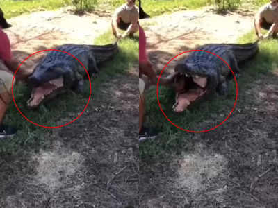 Shocking Video: …अन् मगरीनं त्याला पूर्णच गिळलं, पण मित्रांनी खेचून बाहेर काढलं