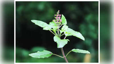 basil herb: தினமும் 4 துளசி இலைகள் சாப்பிட்டு வருவதால் என்னென்ன நன்மைகள் உண்டாகும்...