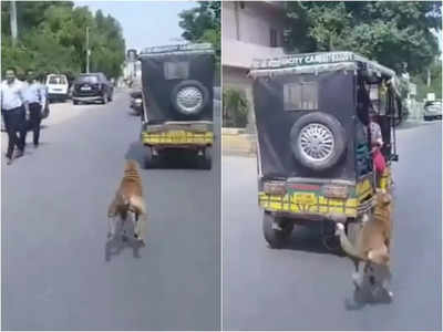 किराएदार मकान छोड़कर गए, स्ट्रीट डॉग ने उनके प्यार के लिए जो किया उसे देखना बहुत जरूरी है