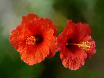 Plant Vastu: বাড়িতে থাকুক তুলসী, শিউলি, শমী, জীবনে বাড়বে সুখ-সমৃদ্ধির আনাগোনা