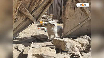 Afghanistan Earthquake: ভূমিকম্পে তছনছ  আফগানিস্তান! মালিকের বাড়ির ধ্বংসস্তূপে দাঁড়িয়ে ডুকরে কেঁদে চলেছে পোষ্য