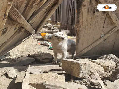 Afghanistan Earthquake: ভূমিকম্পে তছনছ  আফগানিস্তান! মালিকের বাড়ির ধ্বংসস্তূপে দাঁড়িয়ে ডুকরে কেঁদে চলেছে পোষ্য