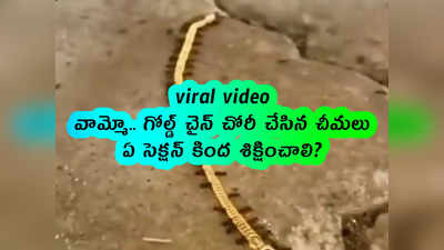 viral video: వామ్మో.. గోల్డ్ చైన్ చోరీ చేసిన చీమలు.. ఏ సెక్షన్ కింద శిక్షించాలి?