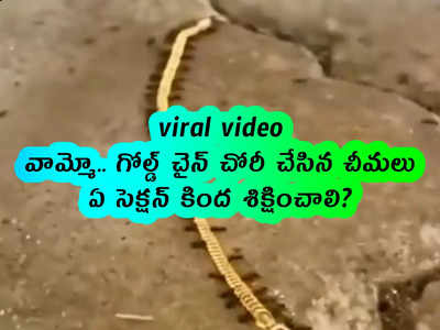 viral video: వామ్మో.. గోల్డ్ చైన్ చోరీ చేసిన చీమలు.. ఏ సెక్షన్ కింద శిక్షించాలి?