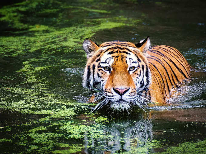 वाघानं केला हल्ला, पण तेवढ्यात…