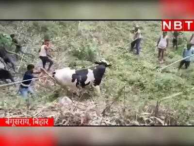 Bihar News : बेगूसराय में उत्पात मचाने वाले सांढ़ पर काबू का वीडियो देखिए, एक अकेला 10 पर भारी