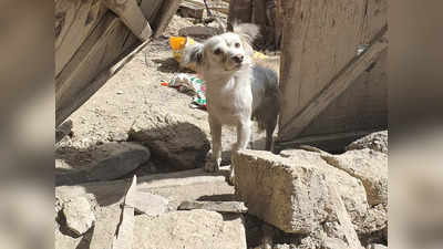 रुला देगी इस कुत्ते की कहानी....अफगानिस्तान के भूकंप में मालिक मारे गए, दरवाजे पर ही करता रहता है इंतजार