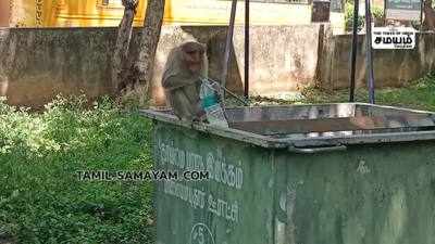 தருமபுரி அருகே தன்னை தானே கண்ணாடியில் பார்த்து ஆச்சரியப்பட்ட குரங்கு!