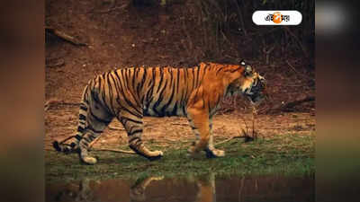 Sundarbans: সুন্দরবনে ফের বাঘের হানায় মৃত্যু মৎস্যজীবীর