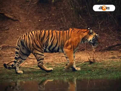 Sundarbans: সুন্দরবনে ফের বাঘের হানায় মৃত্যু মৎস্যজীবীর