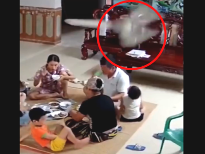 Must Watch: एकत्र बसून जेवण करत होतं कुटुंब, अचानक कोसळला पंखा; छातीत धडकी भरणारा VIDEO पाहाच...