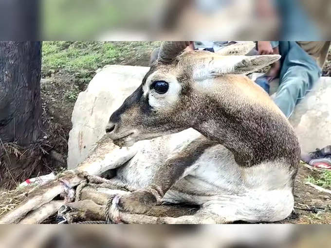 वनविभागाने काळविटाला घेतले ताब्यात