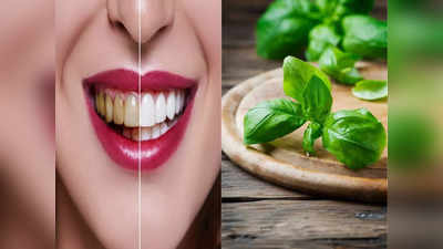How to whiten your teeth: डेंटिस्ट को कतई न दें 5000 रुपये! बस 7 दिन चबाएं ये हरा पत्ता, पीले दांत होंगे सफेद और मजबूत