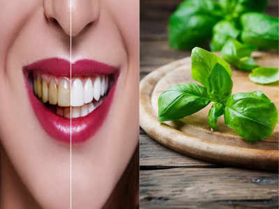 How to whiten your teeth: डेंटिस्ट को कतई न दें 5000 रुपये! बस 7 दिन चबाएं ये हरा पत्ता, पीले दांत होंगे सफेद और मजबूत