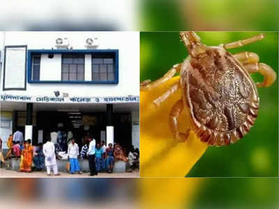 Scrub Typhus: মুর্শিদাবাদে স্ক্রাব টাইফাসের আতঙ্ক, আক্রান্ত হয়ে হাসপাতালে ৩