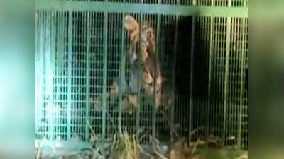 Tigress Captured: आखिर कैद हो गई दुधवा की आदमखोर बाघिन, बाघ के साथ मिलकर 24 महीने में 21 लोगों की ली थी जान