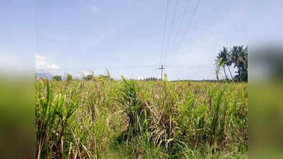 Tiruppur Sugarcane Loss: கரும்பு வெட்டப்படாததால் பெரும் நஷ்டம் - சர்க்கரை ஆலை அதிகாரிகள் லஞ்சம் கேட்டு அநியாயம்