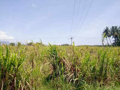 Tiruppur Sugarcane Loss: கரும்பு வெட்டப்படாததால் பெரும் நஷ்டம் - சர்க்கரை ஆலை அதிகாரிகள் லஞ்சம் கேட்டு அநியாயம்