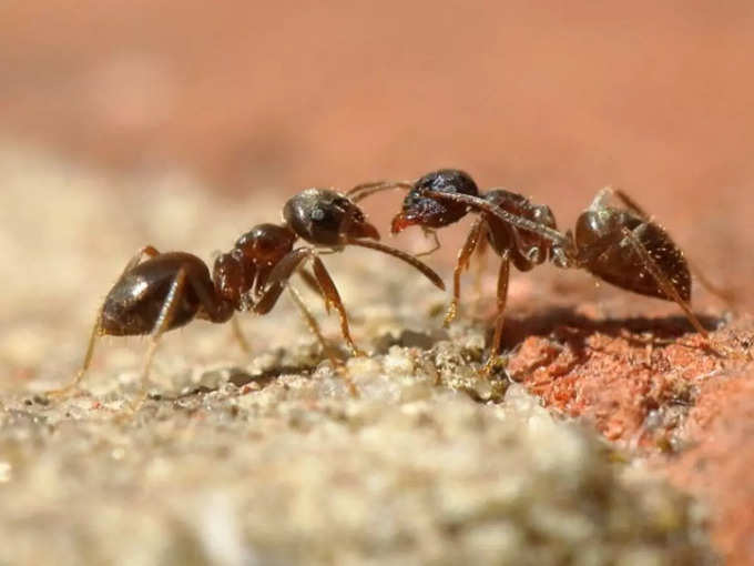 अपने वजन से 20 गुना ज्यादा भार ढो सकती है चींटी