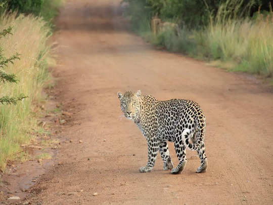 Bera Village Leopards,राजस्थान का एक ऐसा गांव जहां इंसानों के साथ रहते हैं  तेंदुए, 100 सालों में आज तक नहीं हुई एक भी घटना - rajasthan bera village  where people and leopard